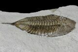 Dalmanites Trilobite Fossil - New York #163590-3